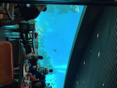 -海棠湾洲际-涛·海底餐厅·美人鱼·自助餐·海底隧道