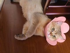 -宠爱国际动物医院· 猫科· 外科·中兽医(长白店)