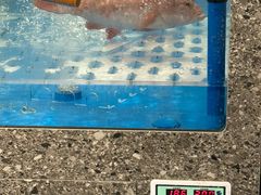 -盒马鲜生(红莲店)