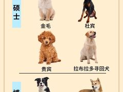 -翊宠yipet猫狗购宠庄园犬舍•猫舍