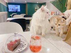 -飞行喵MR PILOT|猫舍·猫咖(静安大融城店)