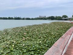 -贡湖湾湿地公园