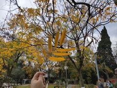 -花溪公园