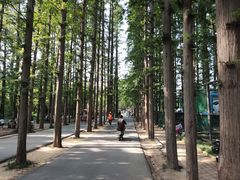 -日照海滨国家森林公园