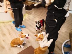 -浣熊柯尔鸭土拨鼠·电玩咖