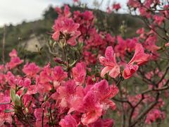 -木兰云雾山