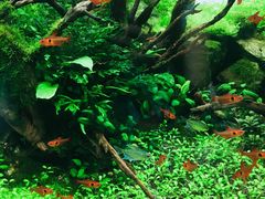 -ADA自然水景世界