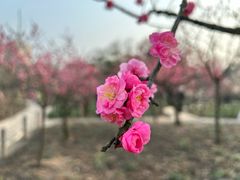 -莘庄梅园