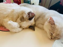 -藏猫猫咖啡主题馆(中央大道店)