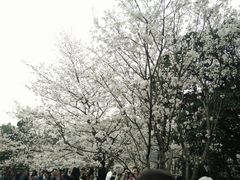 -武汉大学-樱园