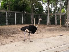 -清迈夜间动物园