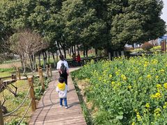 -田园东方蜜桃村的田野营地