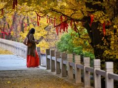 -遵化市禅林寺古银杏风景园