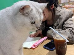 -藏猫猫咖啡主题馆(中央大道店)
