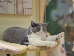 -猫和宫(六道口店)