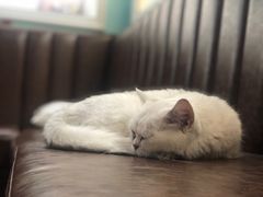 -猫小院猫主题餐厅(三里屯店)