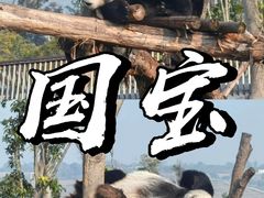 -成都大熊猫繁育研究基地