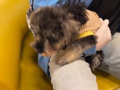 -帕帕拉兹宠物(亚洲旗舰店)