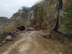-黄埔油麻山森林公园