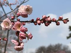 -梅花山(明孝陵内)