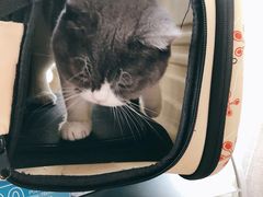-Bastet sally猫舍购宠(静安店)