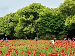 -上海共青森林公园