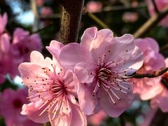 -铁山坪森林公园