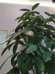 -时尚妈咪产后修复中心