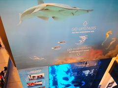 -迪拜水族馆及水下动物园