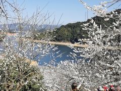 -广州市流溪河国家森林公园