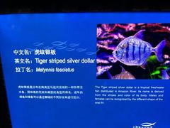 -上海海洋水族馆