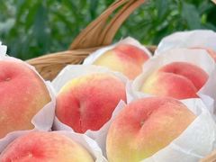 -老袁家蜜桃农场·阳山水蜜桃