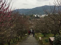 -香雪海