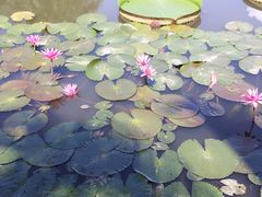 -中国科学院西双版纳热带植物园