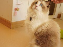 -猫在这儿猫咪咖啡馆·撸猫馆
