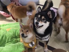 -逗柴咖啡屋·狗咖猫咖宠物桌游
