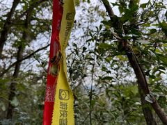 -午潮山国家森林公园