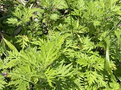 -南山植物园