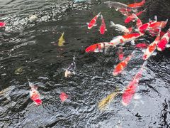 -华庭苑农家乐(旺山店)