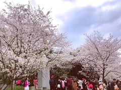 -武汉大学-樱园