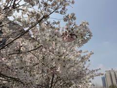 -长春观