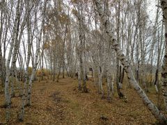 -塞罕坝国家级自然保护区