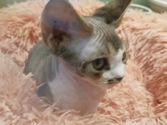 -momokira米努特·德文卷毛猫·棉花面纱犬