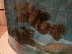 android_upload_pic-阿一鲍鱼·20年匠心传承(天河北旗舰店)