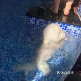 中山首家独栋宠物俱乐部来啦[加油]