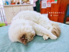 -鼓捣猫呢主题猫咖店