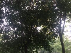 -新湖明珠城