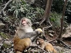 -黔灵山公园