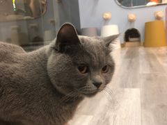 -BABIT巴比特宠物(MOMOPARK店)