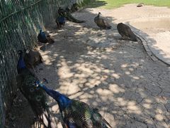-苏州太湖西山岛开心农场